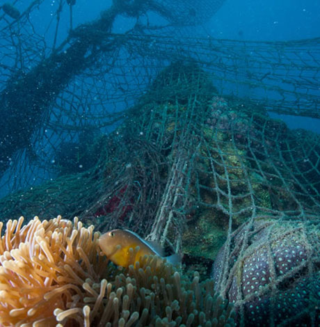 La pesca submarina y los daños producidos en los corales - isauki