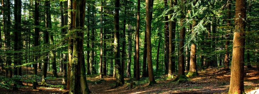 Bosque sostenible