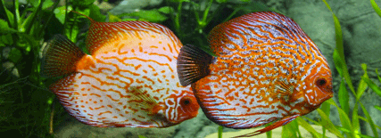 Dos peces de colores (blanco y naranja principalmente) nadando. En el fondo se ve la vida en los ríos (algas, plantas...).