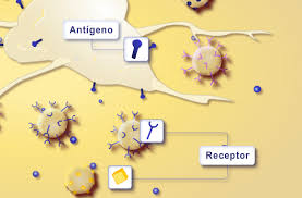 Representación de un macrófago rodeado de antígenos que atrae a linfocitos receptores del antígeno para combatir los agentes infecciosos.