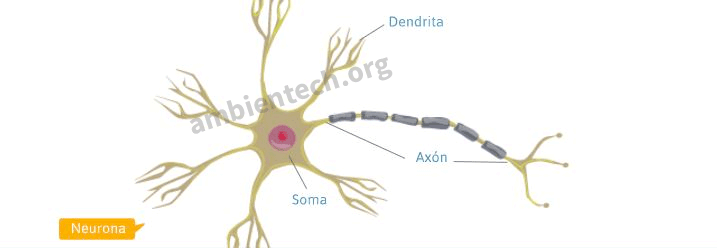 Representación de la neurona donde se señalan sus partes (soma, axón y dendrita).