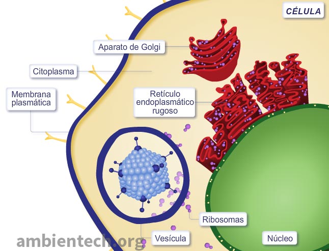 Representación en 2D de una parte de la célula infectada por un virus. Se ve el virus dentro de la célula. Se observan los distintos orgánulos: retículo endoplasmático rugoso, aparato de golgi, ribosomas... Además de sus distintas partes como la membrana plasmática, el citoplasma, el núcleo, etc.