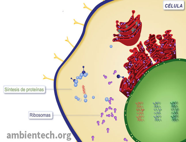 Representación en 2D de una parte de la célula infectada por un virus. Se ve el virus multiplicándose de la célula. Se forma la cápside vírica alrededor del genoma. Se observan los distintos orgánulos: retículo endoplasmático rugoso, aparato de golgi, ribosomas... Además de sus distintas partes como la membrana plasmática, el citoplasma, el núcleo, etc.