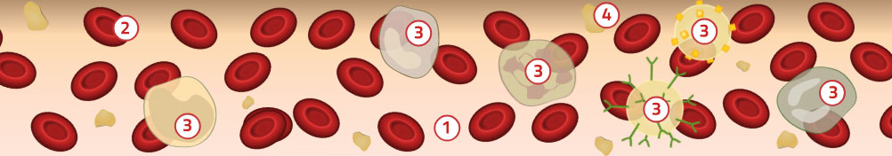 Representación del corriente sanguíneo donde se ven todos sus componentes: eritrocitos o glóbulos rojos o hematíes, plasma, monocitos, basófilos, neutrófilos, eosinófilo, linfocito T y linfocito B.