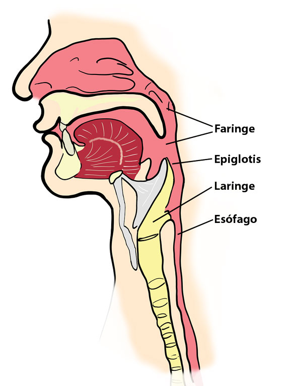 Representación de la parte inicial del sistema respiratorio y del sistema digestivo. Aparecen letras que distinguen los siguientes órganos: Faringe (de color rosado), epiglotis (de color gris), laringe (de color amarillo) y esófago (de color rosado).