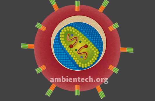 Dibujo del agente infeccioso o patógeno virus del sida donde se ven sus componentes.