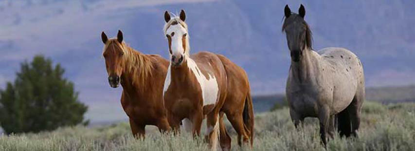 Tres caballos (animales mamíferos) quietos en el campo. Cada uno es de una raza y pelajes distintos.
