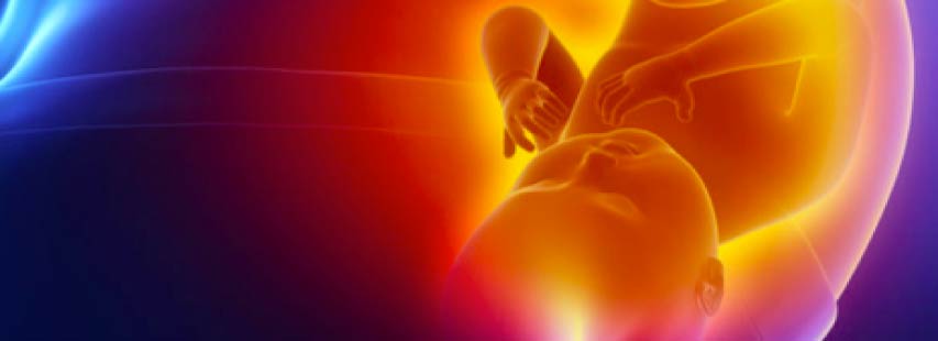 Feto desarrollado dentro del vientre de la madre. Representación en 3d donde resalta el feto de color naranja.
