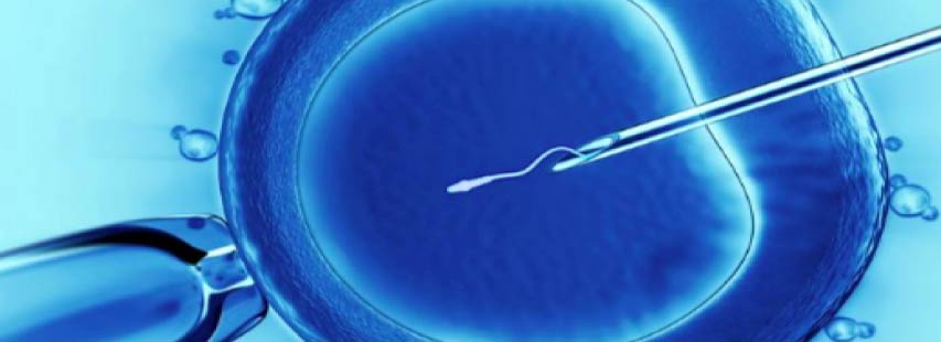Óvulo siendo inseminado artificialmente (reproducción asistida). Se ve un espermatozoide saliendo de una aguja situada en el interior del óvulo.