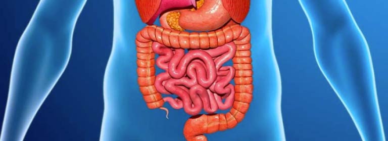 Representación del sistema digestivo en el cuepor humano. Colon e intestino delgado.