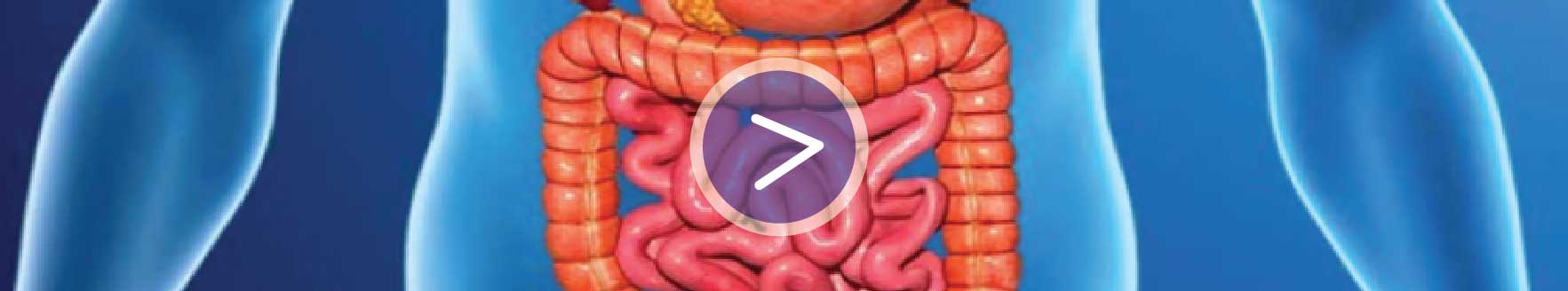 Representación del sistema digestivo en el cuepor humano. Colon e intestino delgado. Símbolo "play" en medio.