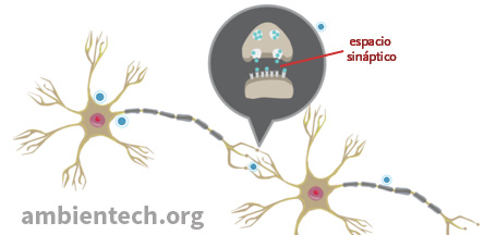 Qué es la sinapsis? - Glosario de ciencias | Ambientech