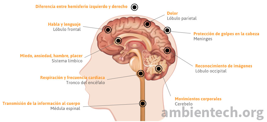 Sección del encéfalo y médula espinal. Se observan las distintas partes del cerebro y la función que desenvuelven. Lóbulos parietal (dolor), lóbulo frontal (lenguaje y habla), meninges (protección de golpes en la cabeza), lóbulo occipital (reconocimiento de imagenes), cerebelo (movimientos corporales), tronco del encéfalo (frecuencia cardíaca), médula espinal (transmisión de información al cuerpo), sistema límbico (miedo, ansiedad, hambre y placer).