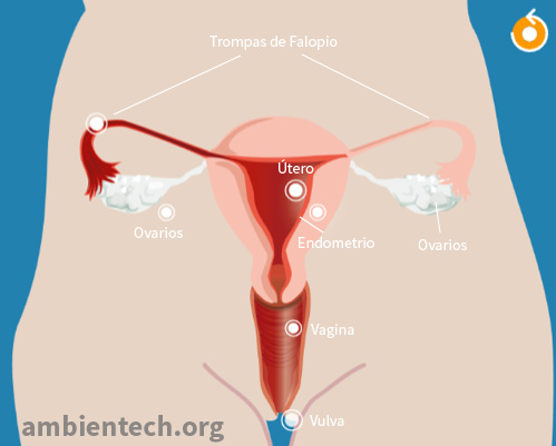 Endometrio 12 mm que significa