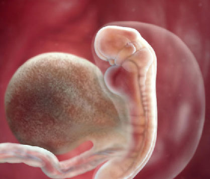 Acrobacia pobre R Desarrollo del embarazo - Glosario de ciencias | Ambientech