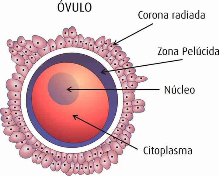 Implantar ovulos fecundados