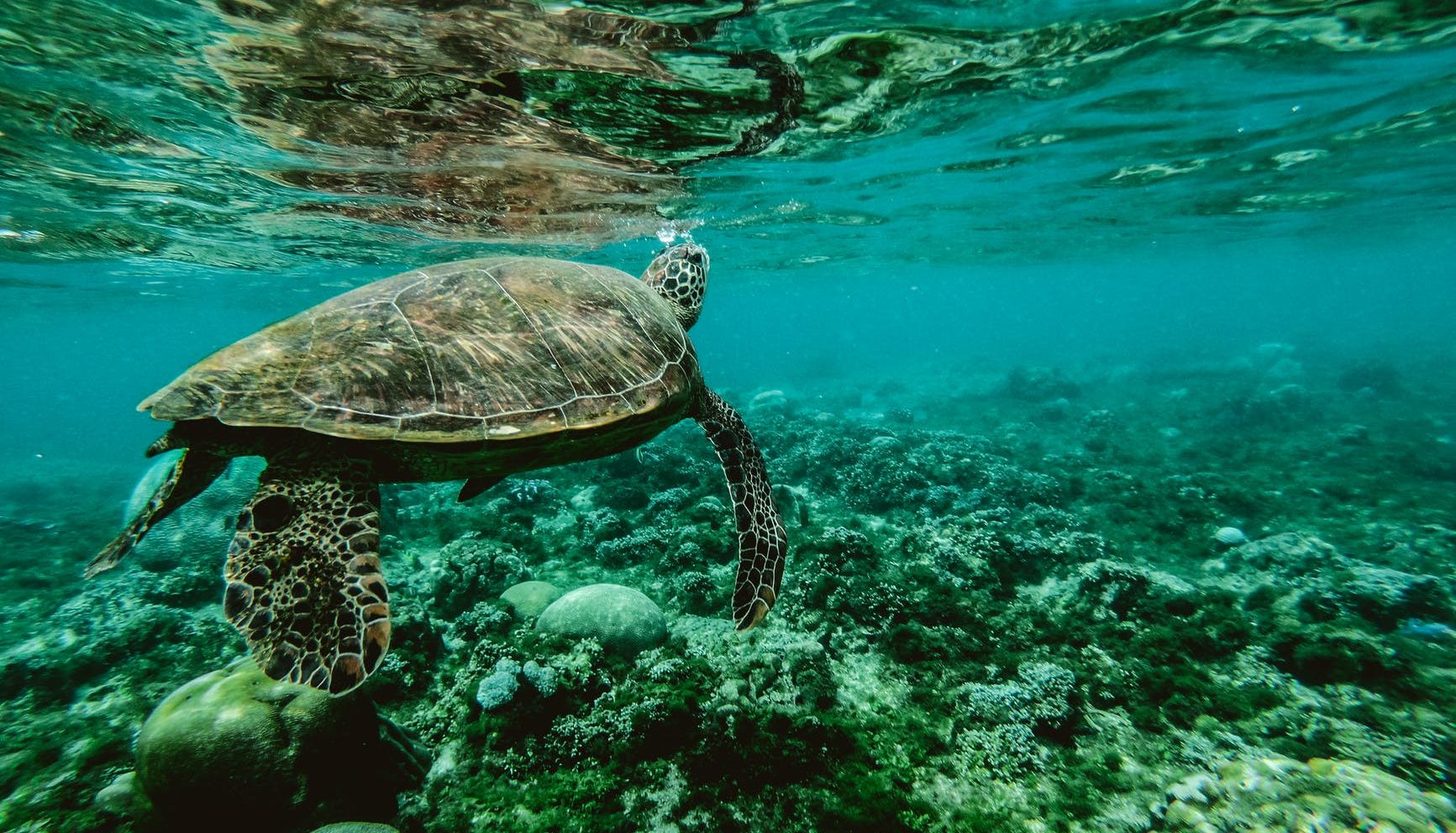 tortuga marina fondo mar