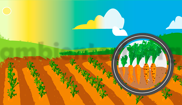 El desperdicio alimentario: campo con cultivo de zanahorias