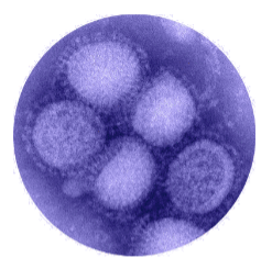 imagen del virus de la zoonosis gripe española