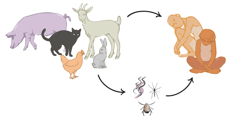 imagen de zoonosis con animales, insectos y personas enfermas