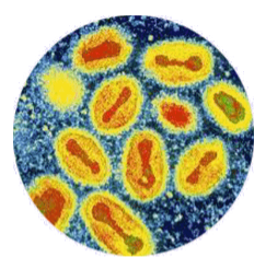 imagen del virus de la zoonosis viruela