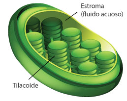ilustracion de un cloroplasto