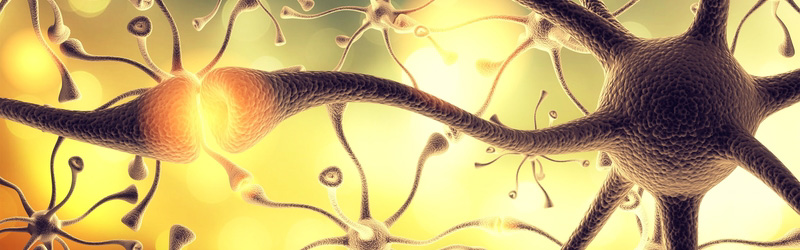 sinapsis entre neuronas. Sistema nervioso