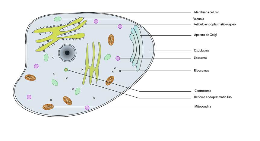 citoplasma