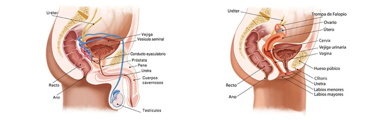 Fuente: zonahospitalaria.com. Representación del aparato reproductor masculino y femenino donde se distinguen los nombres de algunas de sus partes, entre ellas la uretra, vejiga urinaria, recto y ano.