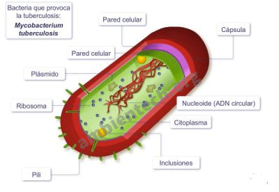 Descripción de una bacteria (célula procariota). Todas las partes que la forman: Plásmido, Pared celular, Pili, ribosomas, ADN, cápsula, citoplasma.