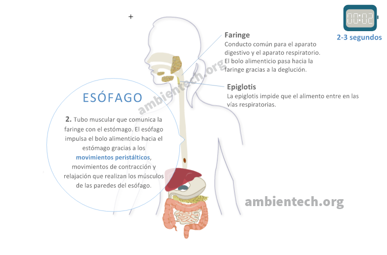 Recorrido del bolo alimenticio por el esófago mediante movimientos peristálticos. Se incluye texto donde se explica que función tienen.