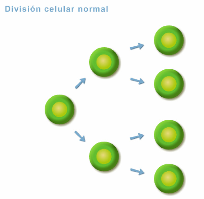 División celular normal