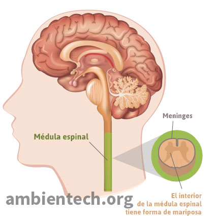 Dibujo de la sección del sistema nervioso central y de la médula espinal. Se señala de color verde donde se encuentra la médula espinal y que forma tiene por dentro.