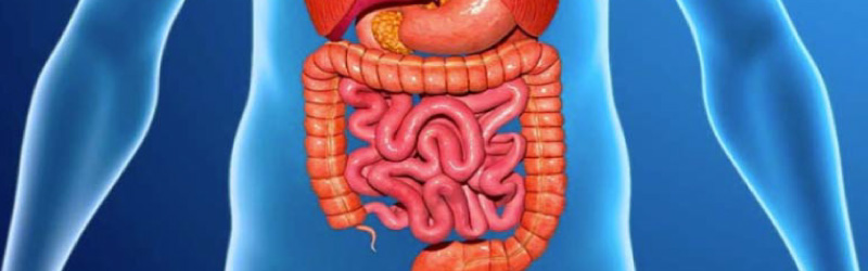 imagen 3 d sistema digestivo