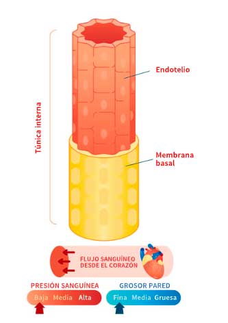 Estructura de los capilares