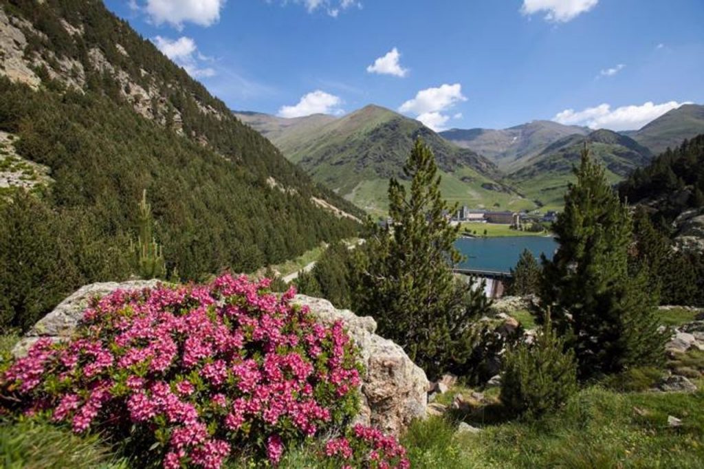 flora vall de núria