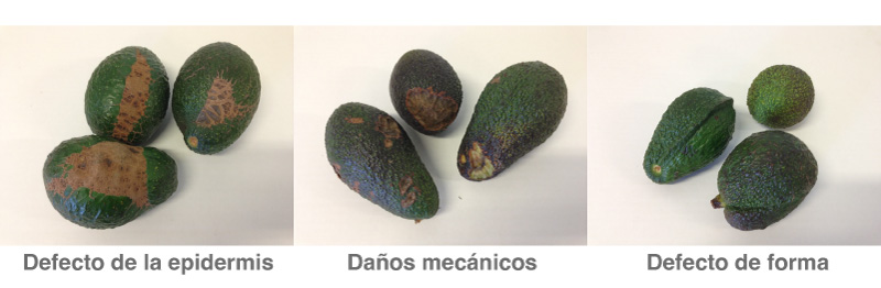 Descarte aguacates por defectos