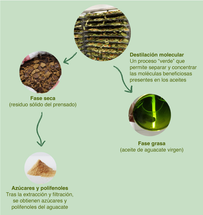 fases producción balsamo de aguacate