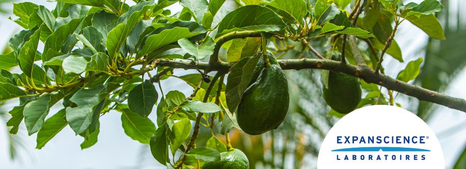 imagen indice ecomplices expanscience ok