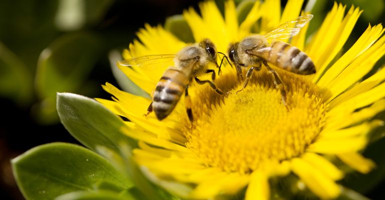abejas polinización en una flor de girasol ecomplices