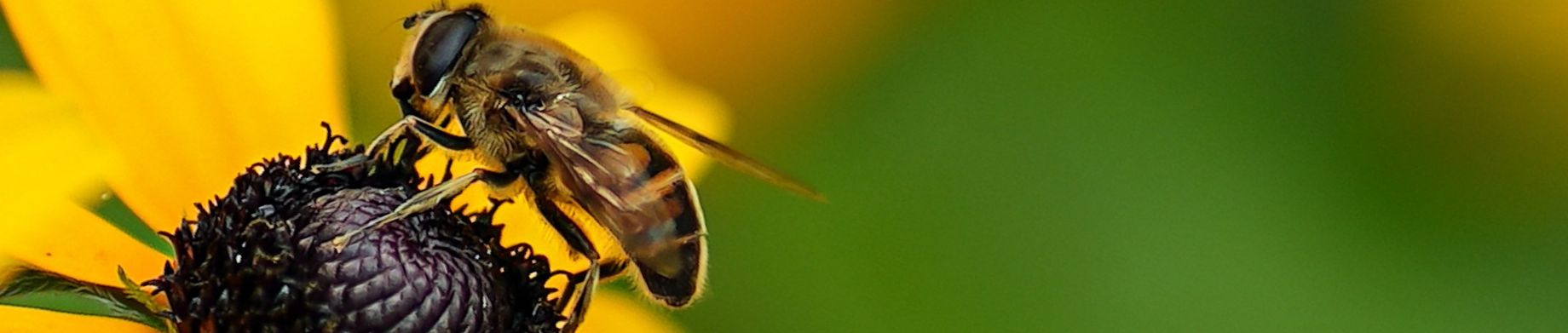 imagen destacada abejas Calier ecomplices