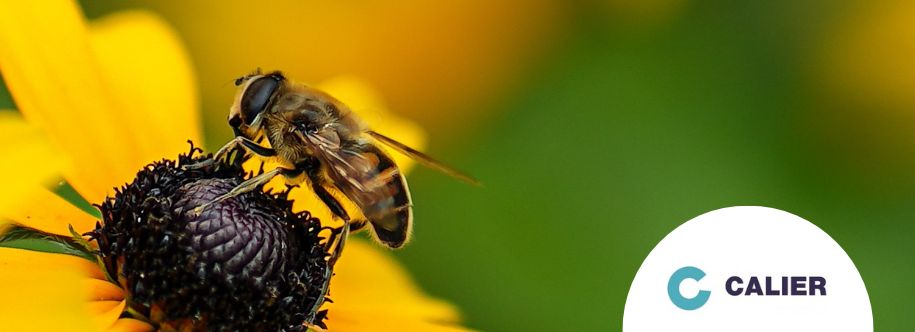 imagen indice ecomplices calier