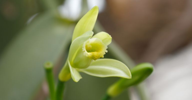 Orquídea Vanilla Planifolia