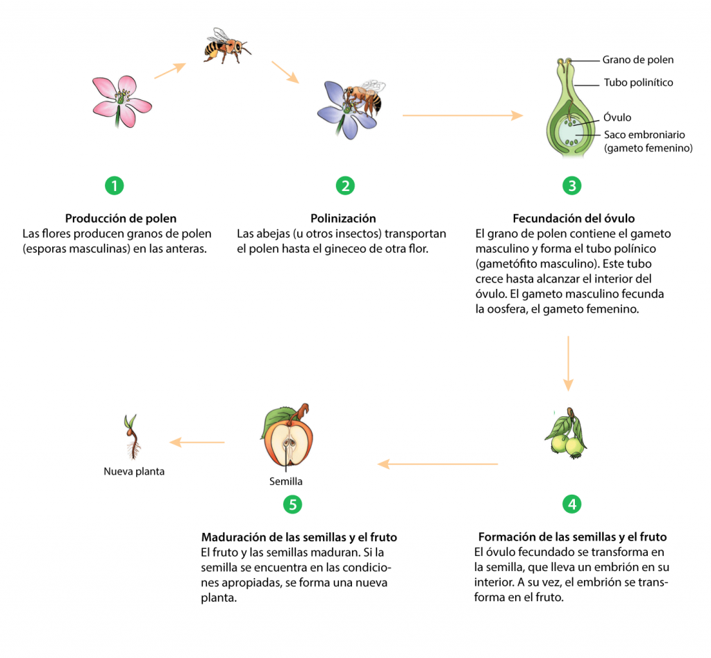 proceso de polinización ecomplices calier