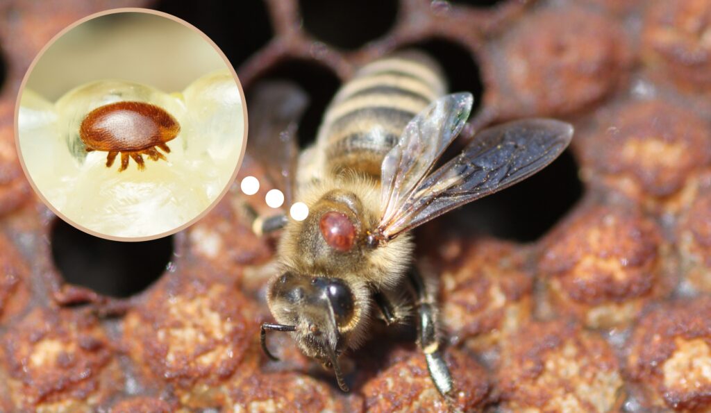 varroa infestando una abeja. ecomplices calier