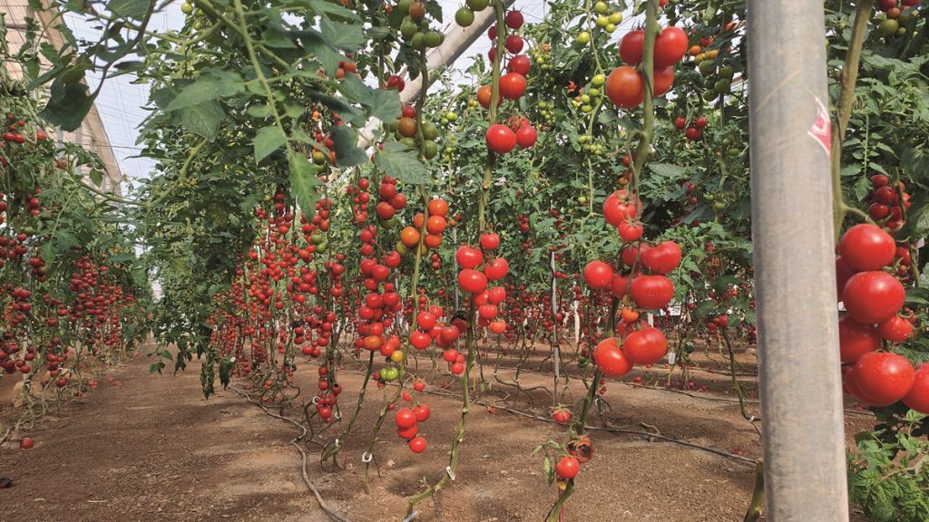 cultivo tomates con rafia compostable y clips biodegradables