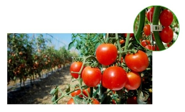 cultivo de tomates con rafia y clips de plástico