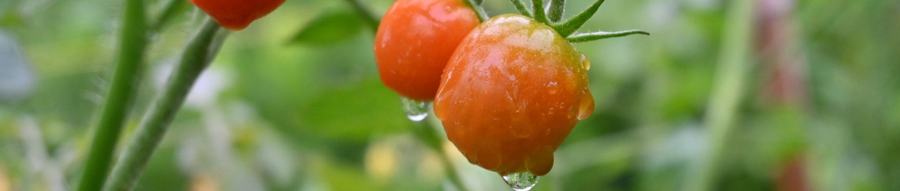 cultivo de tomates
