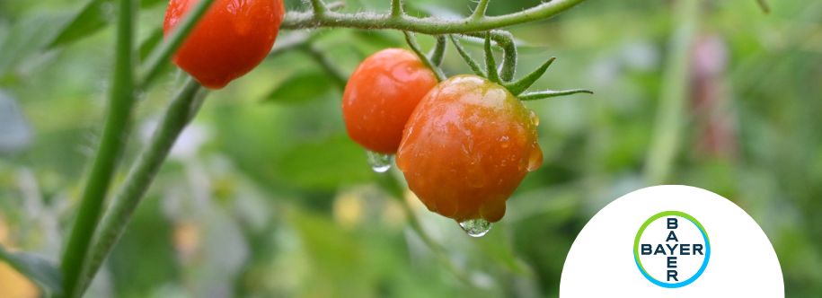Cultivos tomates con rafias biodegradables