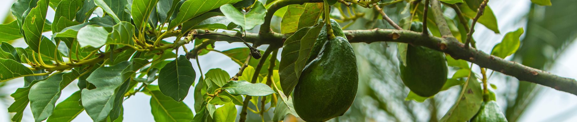 imagen-destacada-ecomplices-expanscience